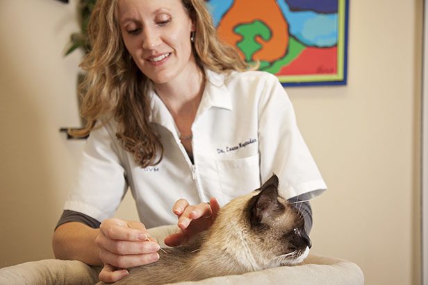A veterinarian performing acupuncture on a cat