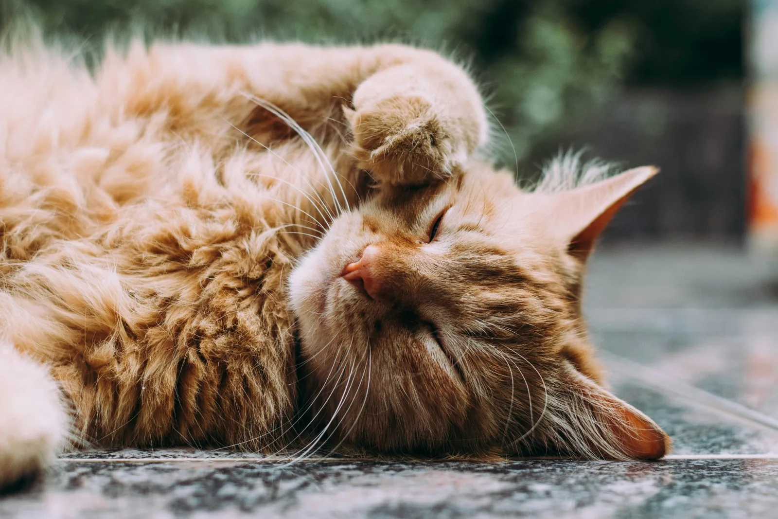 A ginger cat resting comfortably