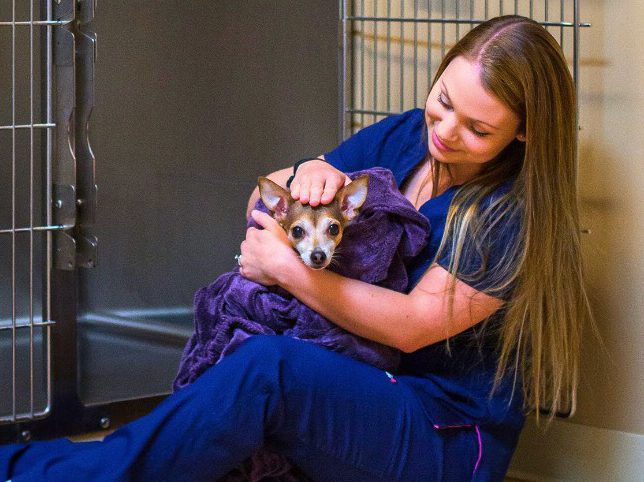 A veterinary technician caring for a cat