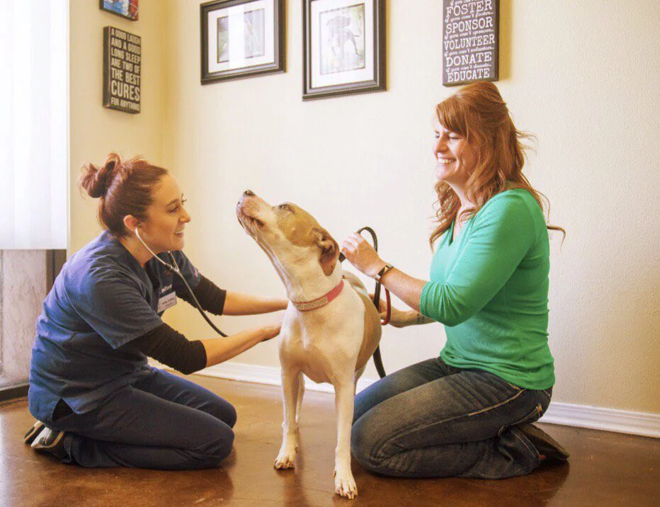 A veterinarian and pet owner during a visit